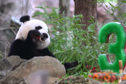 Bei Bei chowed down on frozen treats while he celebrated his third birthday on Wednesday. (Courtesy National Zoo via Twitter)