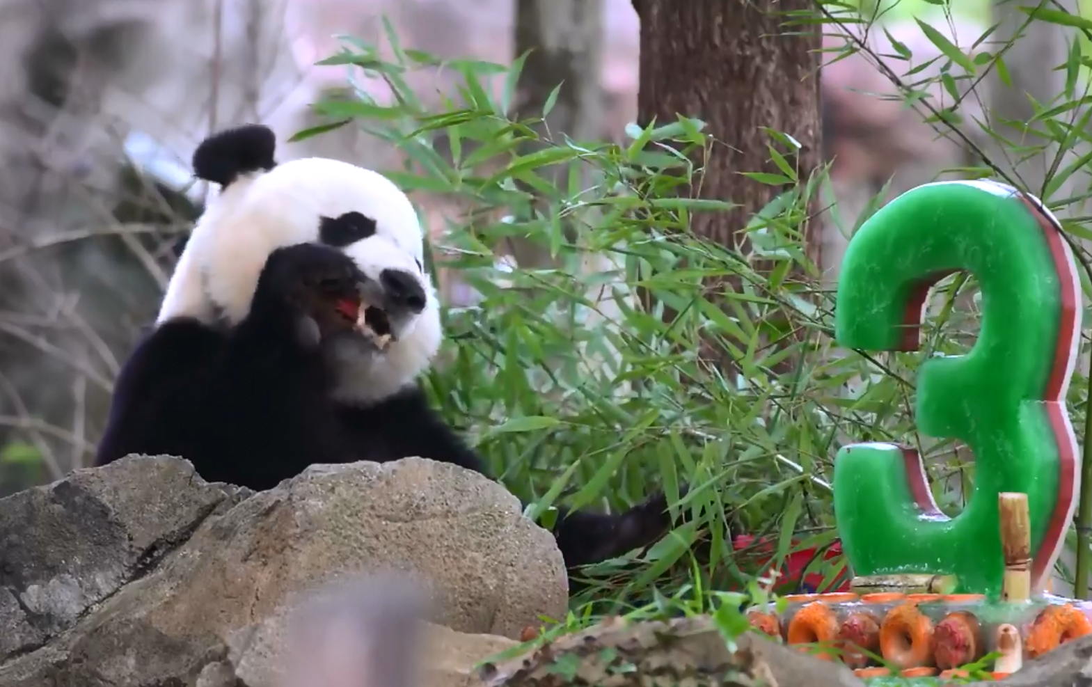 Bei Bei chowed down on frozen treats while he celebrated his third birthday on Wednesday. (Courtesy National Zoo via Twitter)
