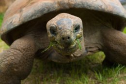 The National Zoo said goodbye to Alex the tortoise, who lived to be around 100. (Courtesy National Zoo)