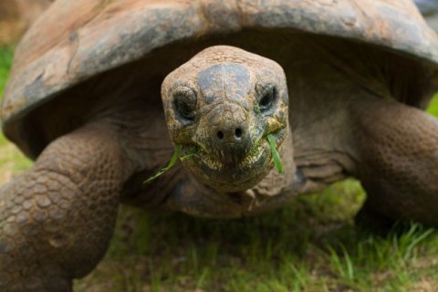 National Zoo says goodbye to elderly giant tortoise