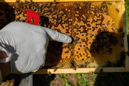 "You have to have an inspection done, you have to have your hives registered, so the inspector comes out and makes sure you have the right distance, the water source, the orientation, there are some basic rules," said beekeeper Kevin Platte, of keeping bees in D.C. (Courtesy Accor Hotels)