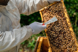 John Ferree oversees the beehives at both Mount Vernon and the Kennedy Center. (Courtesy Accor Hotels)