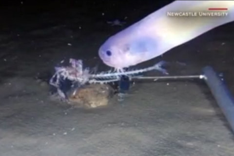 VIDEO: Scientists spot new species near ocean floor