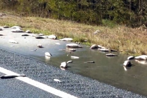 Dead fish scattered on the highway as floodwaters recede in North Carolina