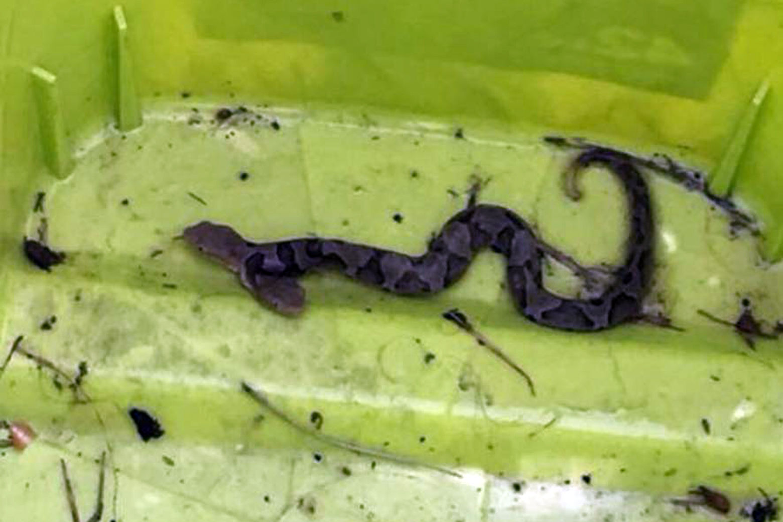 Virginia Wildlife Management and Control found an honest-to-goodness two-headed snake in Woodbridge, Virginia. (Courtesy Virginia Wildlife Management and Control)