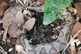 This two-headed snake is a copperhead. (Courtesy Virginia Wildlife Management and Control)