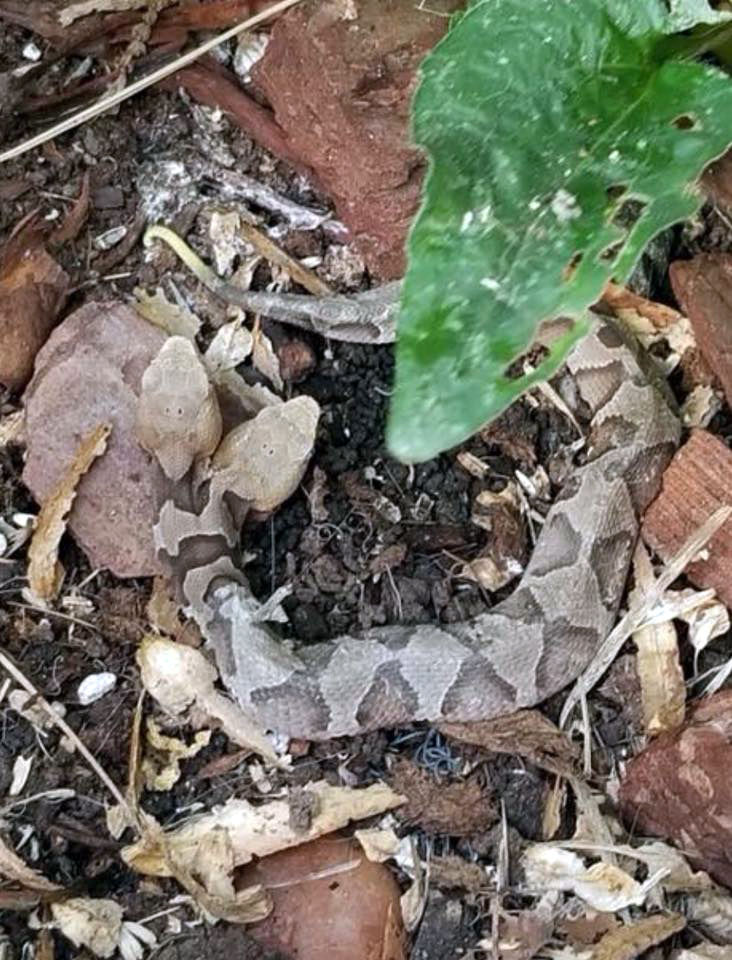 This two-headed snake is a copperhead. (Courtesy Virginia Wildlife Management and Control)
