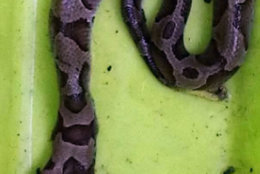The snake was found in a Woodbridge yard. (Courtesy Virginia Wildlife Management and Control)