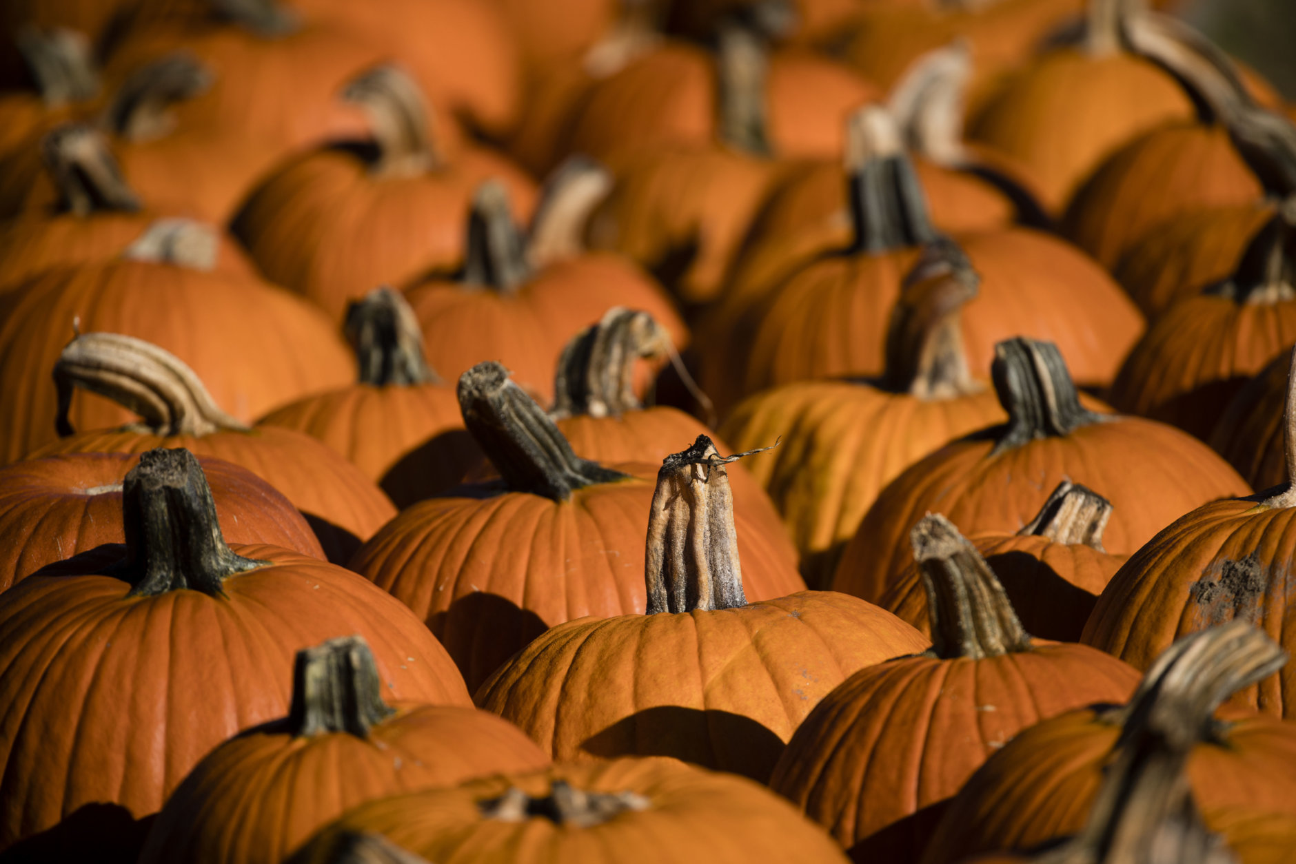 Pumpkins are set out for sale at Maple Acres Farm in Plymouth Meeting, Pa., Tuesday, Oct. 17, 2017. (AP Photo/Matt Rourke)