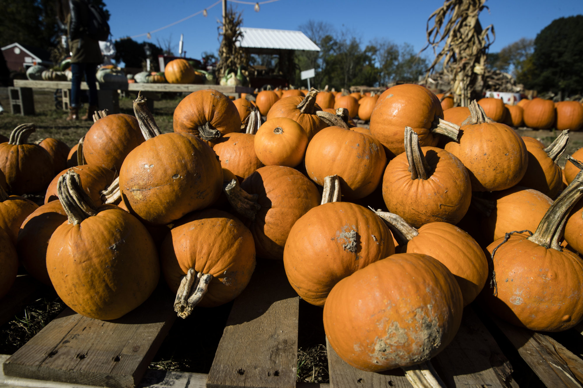20 of the best DC-area fall festivals