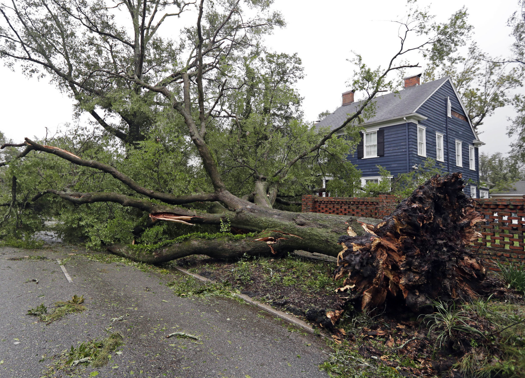 A tree uprooted by strong winds lies across a street in Wilmington, N.C., after Hurricane Florence made landfall Friday, Sept. 14, 2018. (AP Photo/Chuck Burton)