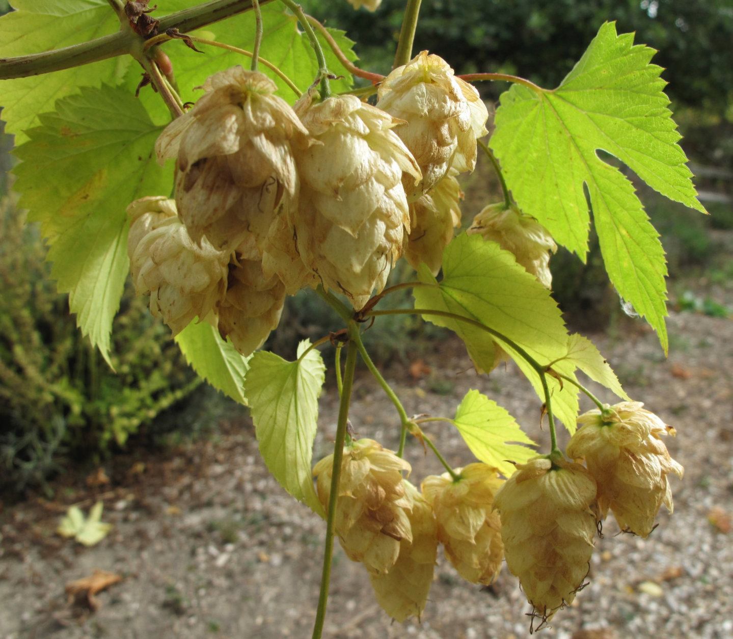 This Oct. 2, 2013 photo shows hop flowers that are both ornamental and edible in a garden in Langley, Wash. Hops are an easy-to-grow perennial that greatly enhance a beers flavor when picked fresh. (AP Photo/Dean Fosdick)