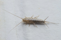 Silverfish are small, wingless insects, and are most active at night, (Thinkstock)