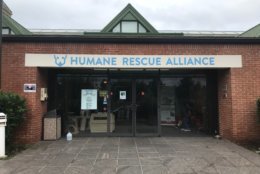 Have you been thinking about expanding your family? The Humane Rescue Alliance in D.C. is urging people looking for pets to adopt from their shelters in order to make room for more animals coming in after evacuations due to Tropical Storm Florence. (WTOP/Dick Uliano)