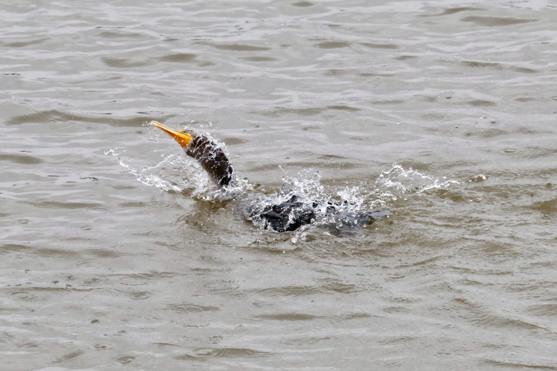 A cormorant isn’t put off by the tidal flooding near Hains Point. It dives in for a bathing session. (WTOP/Kate Ryan)