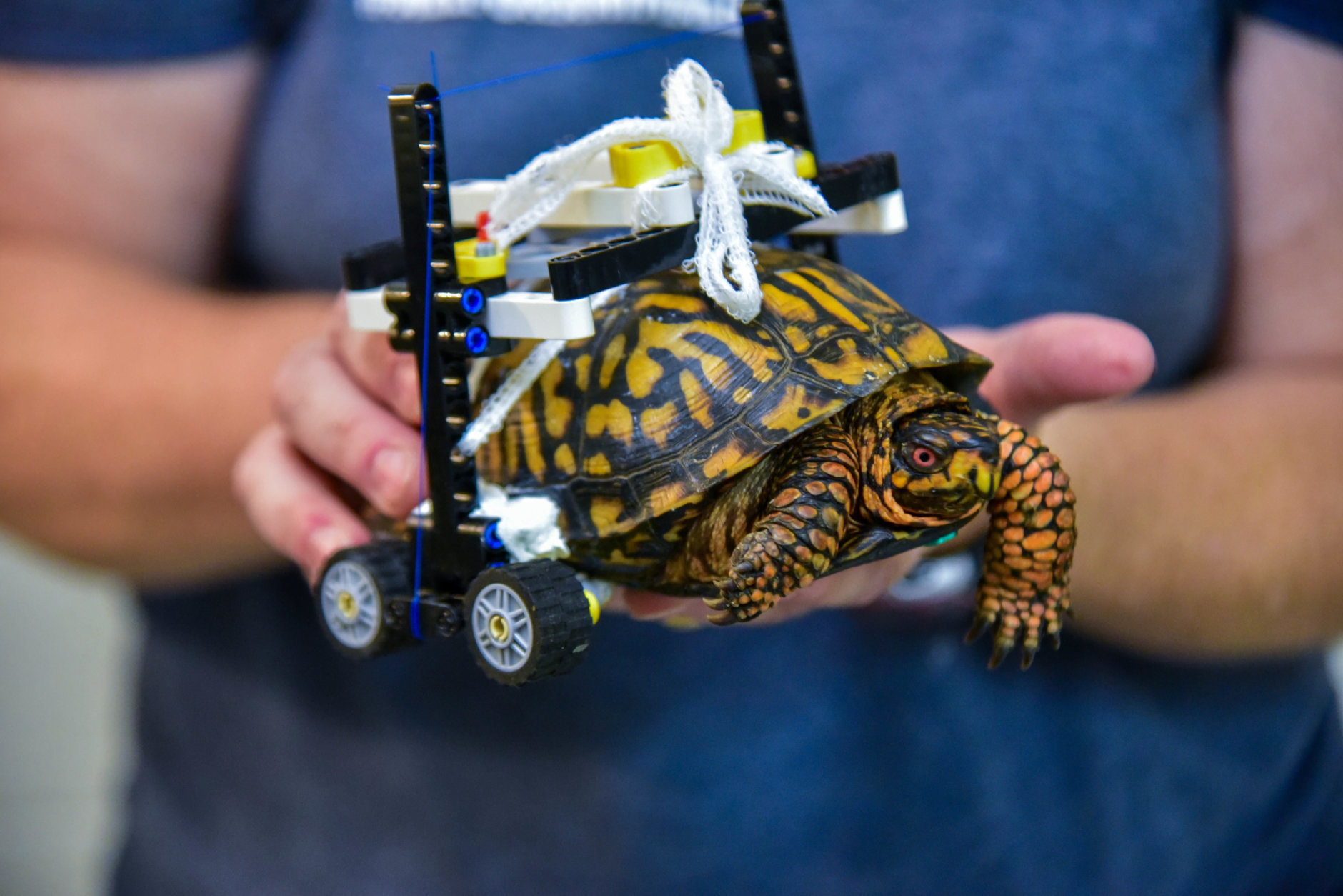The wheelchair allows the bottom of the turtle's shell to be lifted off the ground so it could heal properly. (Courtesy Maryland Zoo/Sinclair Miller) 