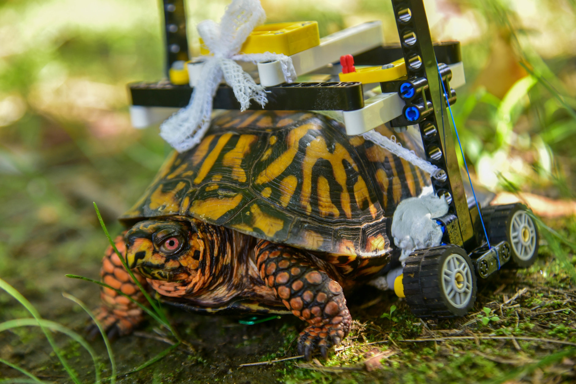 The turtle will likely use the wheelchair into the spring. (Courtesy Maryland Zoo/Sinclair Miller) 
