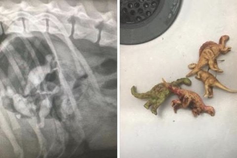 See all the bizarre things pets have swallowed