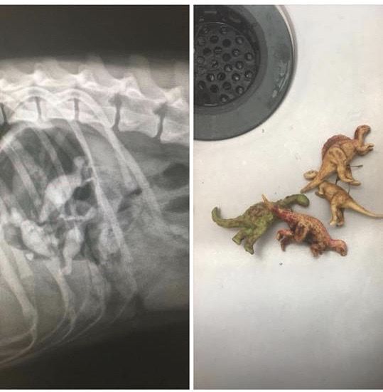 Kids toys are common items swallowed by household pets, such as these mini dinosaur figurines. (Courtesy of Dr. Katy Nelson)