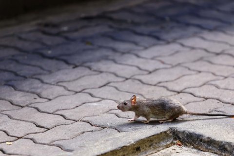 World’s first human case of rat disease discovered