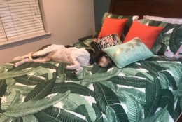 "Up until the very end, lounging was one of his favorite pastimes," the shelter said. (Courtesy Animal Welfare League of Arlington)