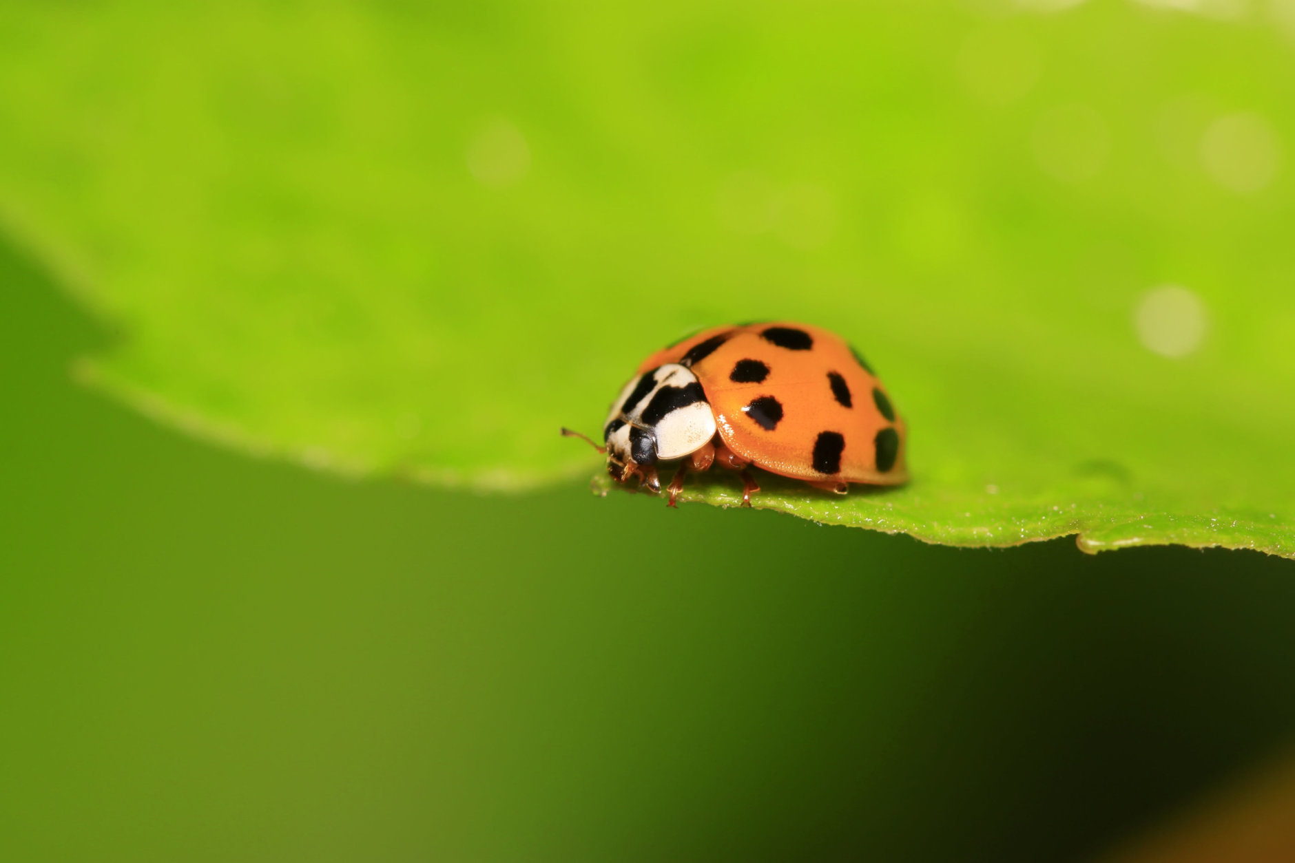 Ladybugs can be released back outdoors. (Thinkstock)