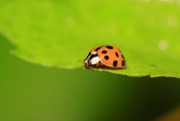 Ladybugs can be released back outdoors. (Thinkstock)