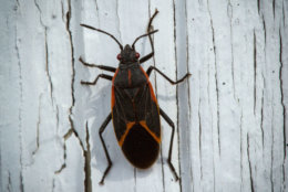 Fall weather brings insects, such as boxelders. (Thinkstock)