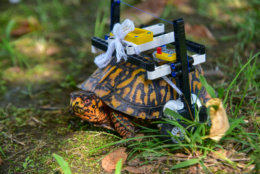 The LEGO wheelchair lets an injured box turtle move around. (Courtesy Maryland Zoo/Sinclair Miller) 