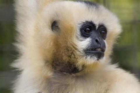National Zoo announces death of oldest white-cheeked gibbon