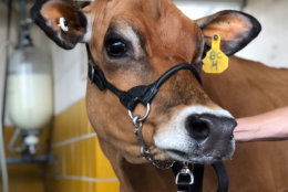 This cow isn’t entered in the Pretty Cow Contest, but she could give the others a run for their money. Frederick County’s annual fair is a big draw for the region. Kids get a day off of school to attend. (WTOP/Kate Ryan)