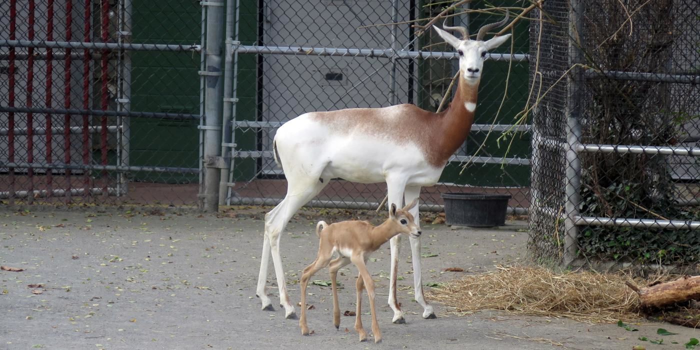 The female dama gazelle calf was born Oct. 9 to 9-year-old mother Fahima and 4-year-old father Edem in an off-exhibit enclosure.  (Courtesy National Zoo)
