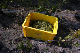 In this photo taken on Tuesday, Aug. 28, 2018 a box containing grapes on the ground among vineyards during the grape harvest season, in the Champagne region, in Chouilly, eastern France. Temperatures have risen 1.2 degrees Celsius (2.16 F) in 30 years, and pickers are scrambling to bring in yet another early harvest. To counter the creeping effects of climate change, including chaotic weather, scientists are experimenting with developing more resistant grape varieties. (AP Photo/Thibault Camus)
