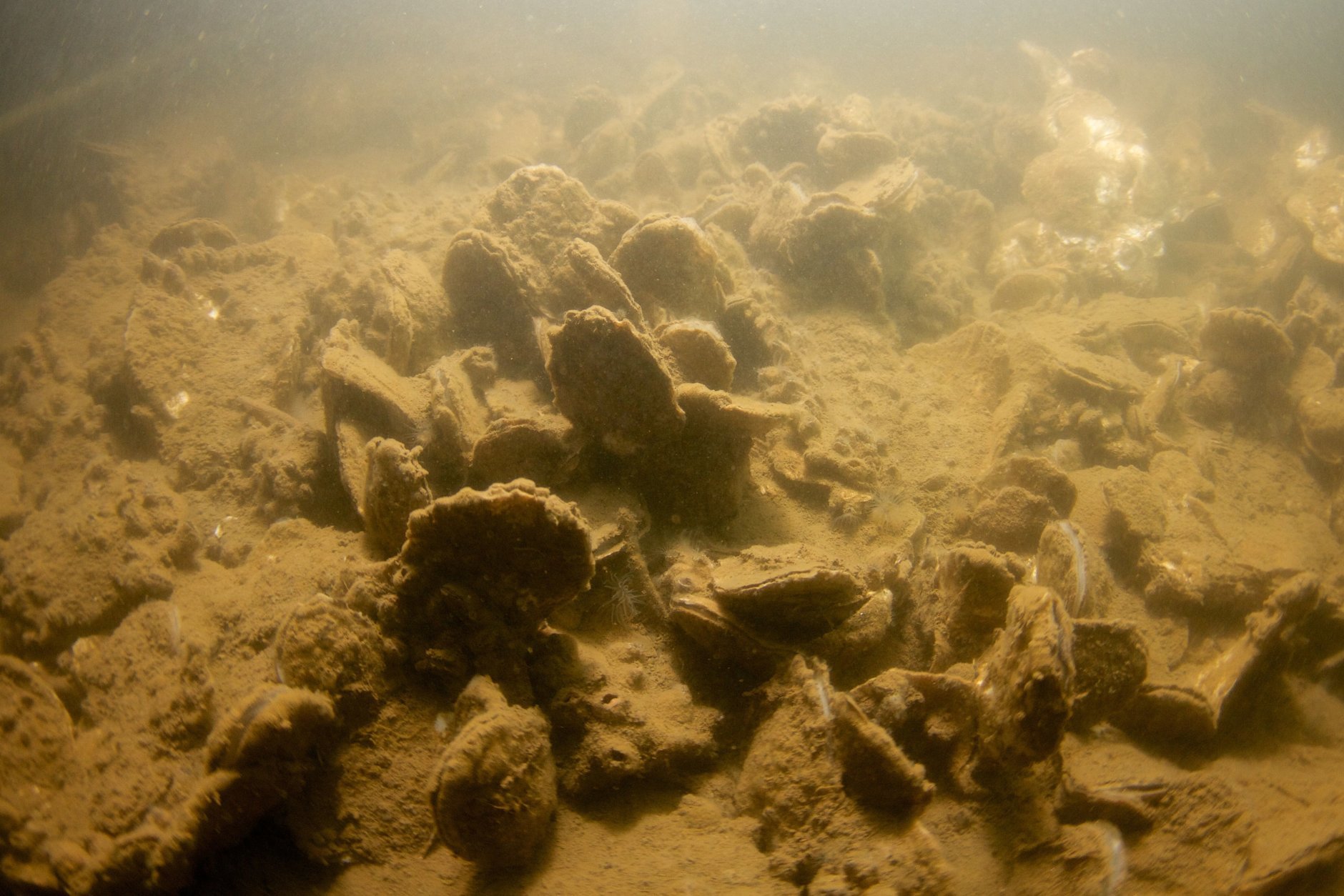 Oysters are pictured growing on the Bay floor next to Fort Carroll in Baltimore back in May. In recent years, millions of oysters have been planted near the city's Inner Harbor. (Courtesy Chesapeake Bay Foundation/Michael Eversmier)