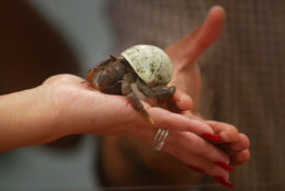 AVENTURA, FLORIDA - JULY 15:  A hermit crab crawls on a hand at the Crab Buddies kiosk in the Aventura Mall July 15, 2003 in Aventura, Florida. The crabs, which sell for a price of $10.99 each, are part of a growing fad around the country. The crabs come with shells painted in bright neon colors, or with sunglasses and soccer balls glued to their shells. The crustacean is easy to take care of and can live to a ripe age of 22 years old.  (Photo by Joe Raedle/Getty Images)