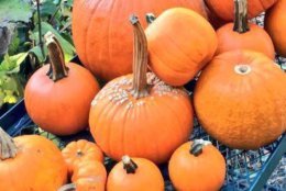 Leftover Halloween pumpkins. Last year, Agricity collected over four tons of pumpkins. (Courtesy Agricity)