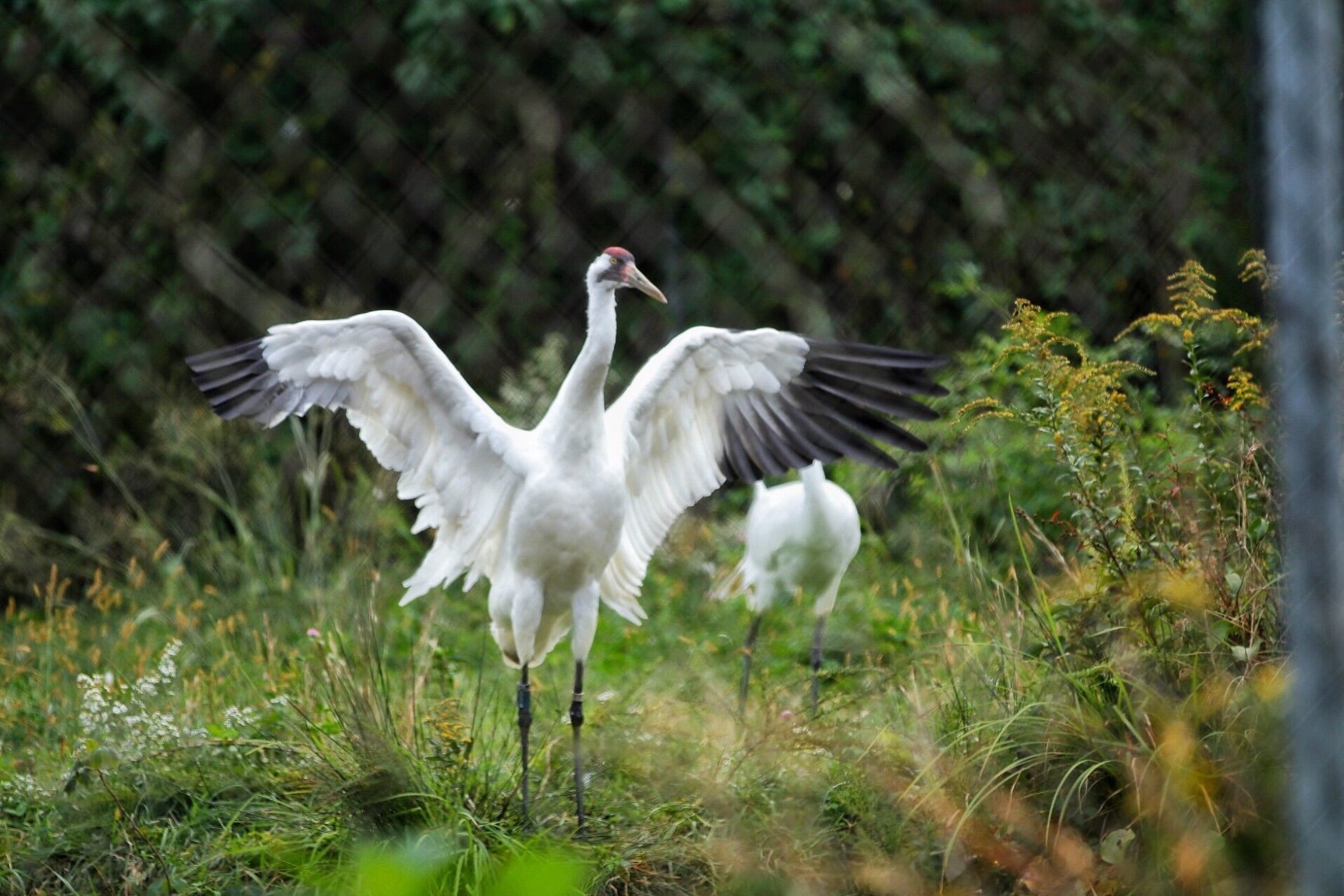 A male Whooping Crane stretches those broad wings. His mate is partially visible behind him. Whooping Cranes mate for life. (WTOP/Kate Ryan)