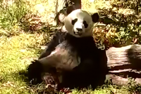 WATCH: Pumpkin spice drives Bei Bei the panda insane