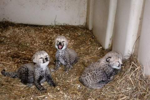 Smithsonian welcomes 3 newborn cheetahs at Virginia facility