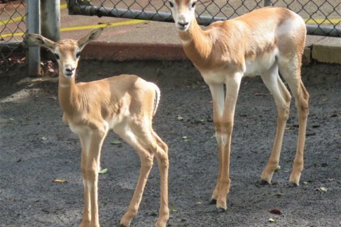 Another gazelle calf born at Smithsonian National Zoo