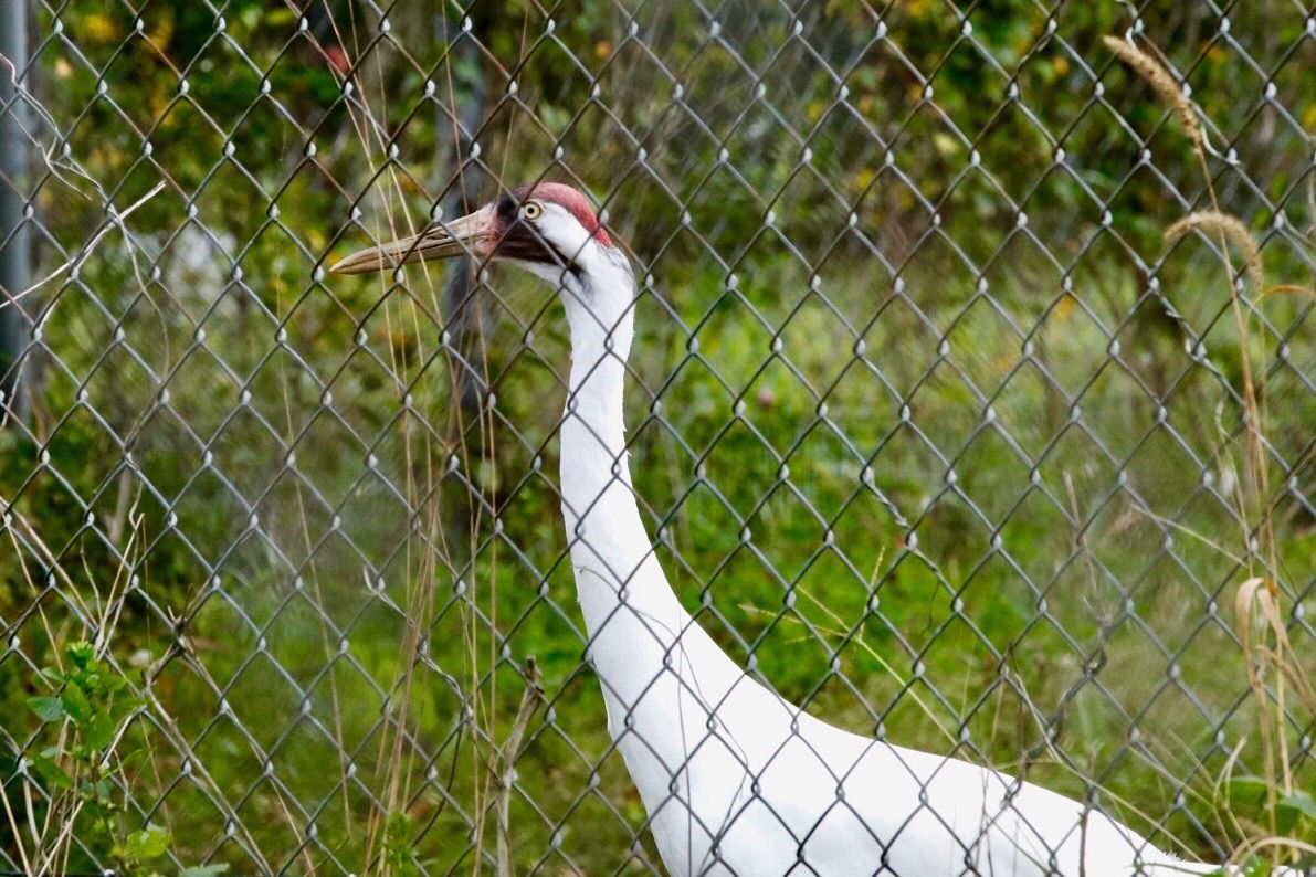 Whooping crane at Patuxent Wildlife Research Center (WTOP/Kate Ryan)