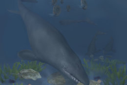 An artist’s rendering of the mosasaur Globidens phosphaticus crunching huge hard-shelled oysters on a shallow ocean shelf off of Angola’s coast 72 million years ago. (Karen Carr Studios, Inc.)