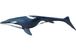 An artist’s rendering of Prognathodon kianda. Cretaceous seas were particularly savage, with loads of large, carnivorous reptiles prowling the waters with ferocious appetites, like this large mosasaur. Scientists named this species after Kianda, the ruler of the ocean in Angolan mythology. (Karen Carr Studios, Inc.)