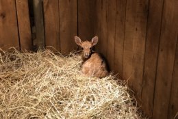 The Smithsonian Conservation Biology Institute in Front Royal, Virginia, welcomed a new fawn to its herd of endangered Eld’s deer Oct. 26. (Courtesy Smithsonian Conservation Biology Institute)