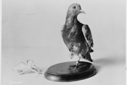 Cher Ami on display at the Smithsonian's National Museum of American History. (Courtesy National Archive)