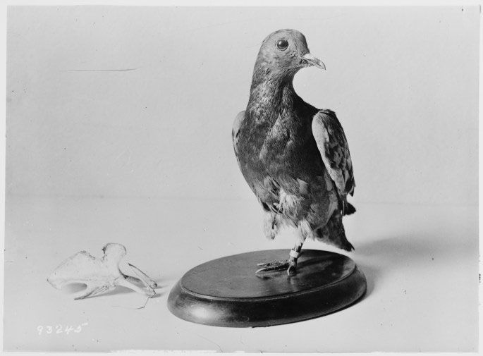 Cher Ami on display at the Smithsonian's National Museum of American History. (Courtesy National Archive)