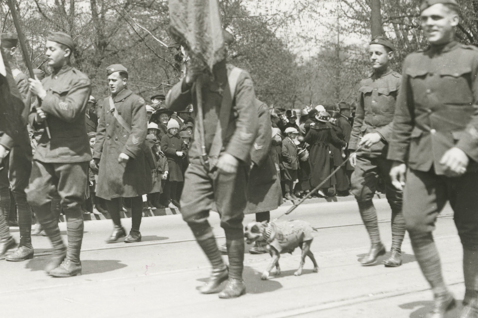 This April 30, 1919 photograph provided by the Connecticut State Library shows famed war dog Stubby walking in a homecoming parade for World War I veterans in Hartford, Conn. Stubby is the subject of a new animated movie being released on April 13, 2018. (Connecticut State Library via AP)