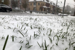 Despite what was initially forecast, snow accumulates on the grass in Northwest D.C. (WTOP/Ginger Whitaker)