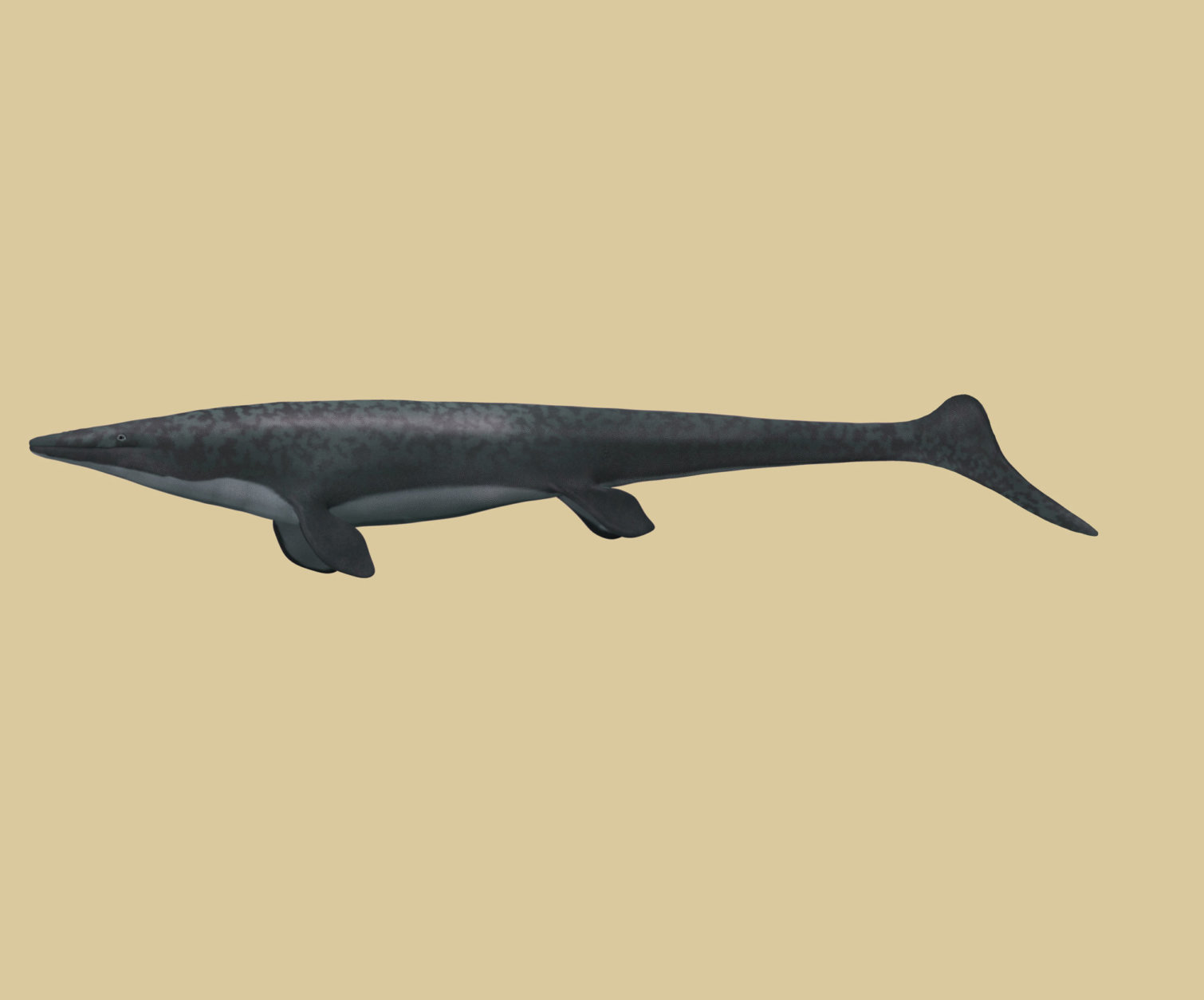 An artist’s rendering of what this mosasaur, Angolasaurus bocagei, might have looked like while it was alive. (Karen Carr Studios, Inc.)