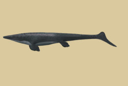 An artist’s rendering of what this mosasaur, Angolasaurus bocagei, might have looked like while it was alive. (Karen Carr Studios, Inc.)